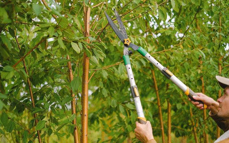 Tree trimming in Cross River, NY
